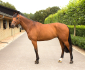 Architekt-Gelding-2005-Show-jumping-horse-for-sale-Pic-1