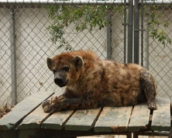 Chris Pratt Wildlife Waystation Pic 2