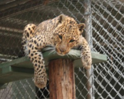 Chris Pratt Wildlife Waystation Pic 3